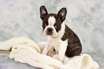 Boston terrier sitting on white towels