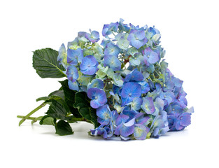 hydrangea over white