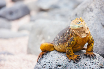 Land iguana