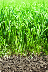 Obraz premium green grass and soil