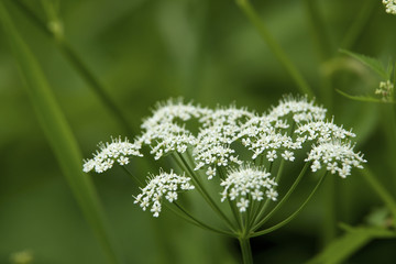 Girsch (Geißfuß)