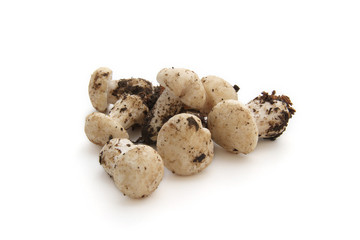 champignon