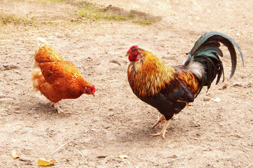 cock and hen