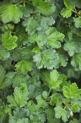 gooseberry leafs