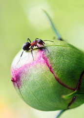 ant