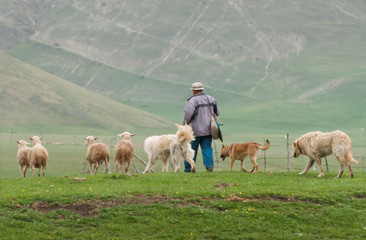 sheep grazing