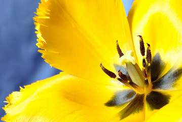 Macro de tulipe jaune