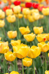 Obrazy na Plexi  Żółte tulipany na wiosnę