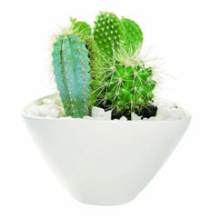 Kaktus in Schale