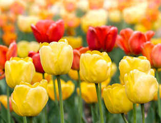 Obrazy na Plexi  Żółte i czerwone tulipany