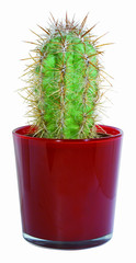 Kaktus im Glas