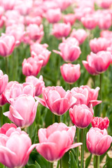 Obrazy na Plexi  Różowe tulipany w ogrodzie