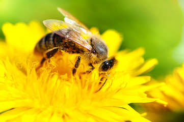 close-up of honey bee working in a yellow summer flower, macro