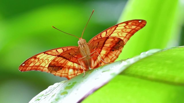 Cruiser Butterfly (Vindula dejone)
