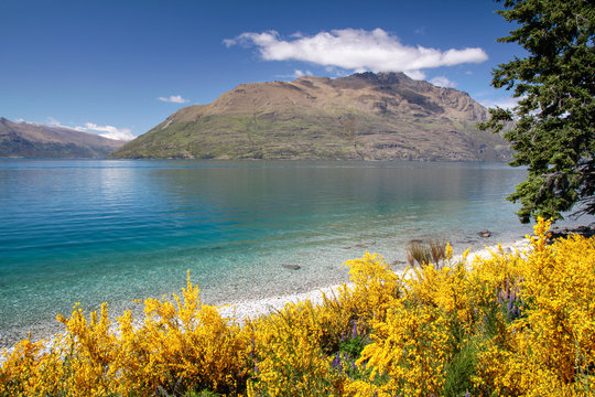 Ginster am Ufer des Lake Wakatipu