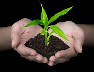 plant in hands