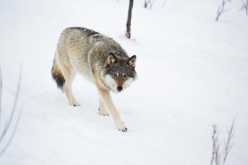 Fototapeta na wymiar One Wolf in walking alone