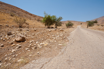 Trees in Desert