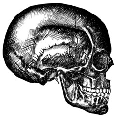 cursory drawing skull on white background