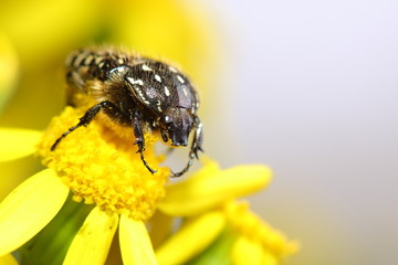 Beetle Tropinota hirta on yellow flower. Macro