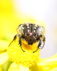 Beetle Tropinota hirta on yellow flower. Macro