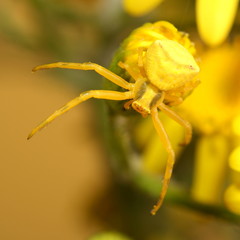 Goldenrod crab spider (Misumena vatia) on yellow flower