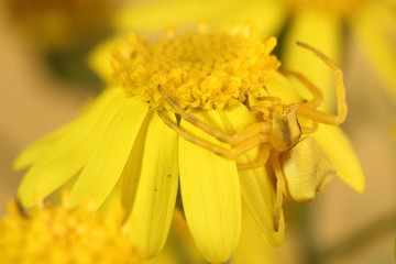 Goldenrod crab spider (Misumena vatia) on yellow flower