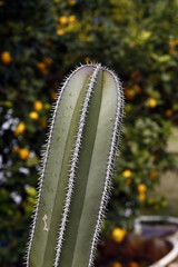 Cactus plant