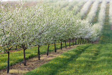 Flowering orchard - 52025201