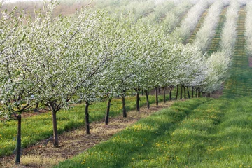 Foto op Plexiglas Flowering orchard © altocumulus