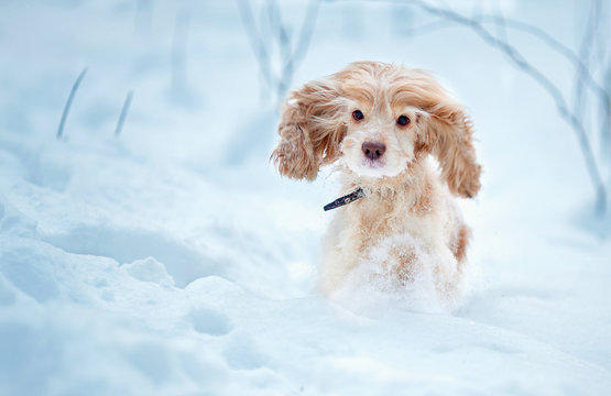 English cocker spaniel dog portrait in winter