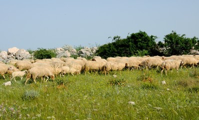 flock of sheep grazing