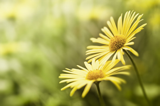 Fototapeta yellow flower background