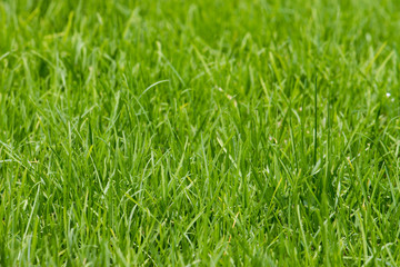 Fototapeta premium grass background