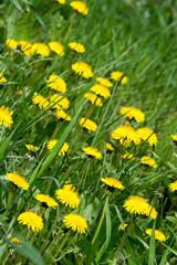 Obraz premium Yellow dandelions