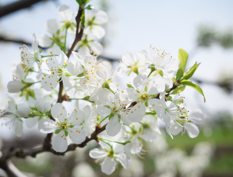 Branch of a flowering plum