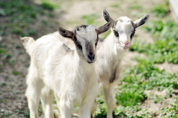 Naklejka na ściany i meble Two cute goatlings outdoors
