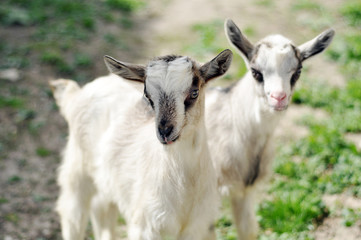 Two cute goatlings outdoors