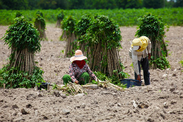Farmer Preparing Young Cassava Plant