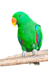 Fototapeta na wymiar Portrait of Green Parrot, isolated on white background