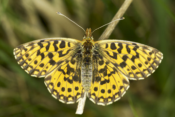 Boloria dia / The Weaver's Fritillary or Violet Fritillary