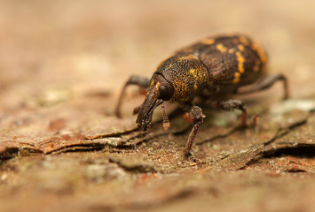 Hylobius abietis