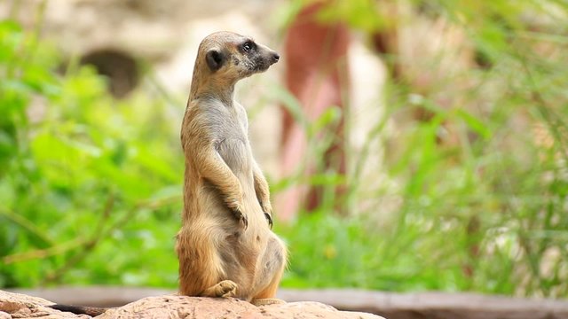 Meerkat with green background
