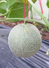 Japanese melon in the melon orchard