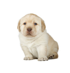 Yellow Labrador Retriever Puppy