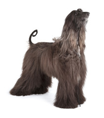 Afghan Hound