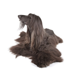 Afghan Hound