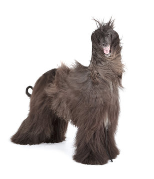 Afghan Hound