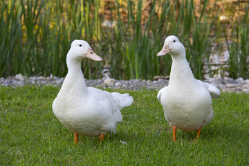 White ducks on the lake shore