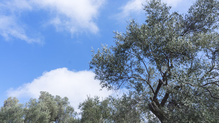 olive trees